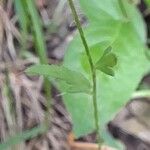 Papaver argemone List