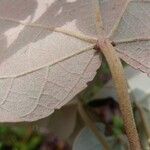 Croton mongue Blatt