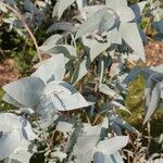 Eucalyptus cinerea 葉