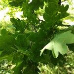Quercus robur 叶
