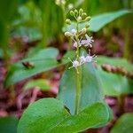 Maianthemum canadense Цвят