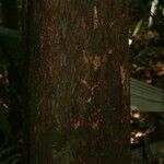 Couratari oblongifolia Bark