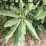 Litsea glutinosa 葉