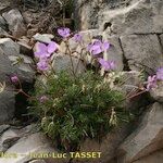 Erodium rodiei Облик