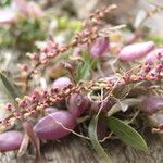 Bulbophyllum falcatum Фрукт