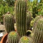 Echinopsis huascha Corteza