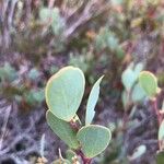 Leptospermum laevigatum Leaf