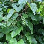 Vitis riparia Feuille