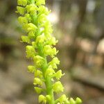 Polystachya golungensis Flor