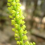 Polystachya golungensis Flower