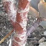Kalanchoe fedtschenkoi Bark
