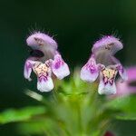 Galeopsis tetrahit Flors