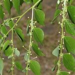 Phyllanthus acuminatus List