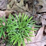 Diphasiastrum complanatum Likasa