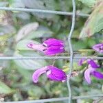 Brillantaisia lamium Flower