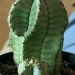 Euphorbia polygona Blad