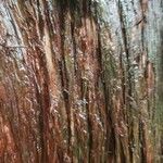 Sciadopitys verticillata Ekosanga