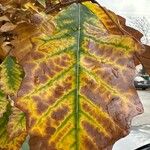 Quercus bicolor पत्ता