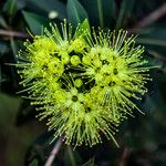 Xanthostemon chrysanthus Květ