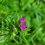 Geranium dissectum Flors