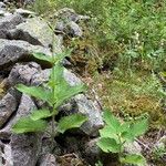 Scrophularia alpestris Leaf