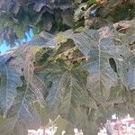 Morus indica Blatt