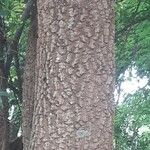 Anadenanthera colubrina പുറംതൊലി