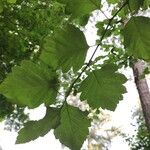 Crataegus viridis Leaf