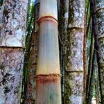 Dendrocalamus giganteus Bark