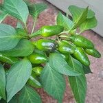 Capsicum frutescens ഫലം