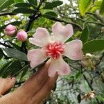 Clusia orthoneura Flor