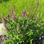 Teucrium hircanicum Habitatea