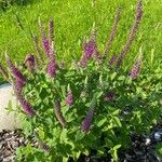 Teucrium hircanicum Habit