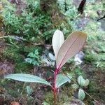 Badula decumbens Hoja