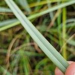 Cladium mariscus Blad