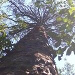 Pinus echinata Hábito