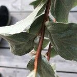 Elaeagnus commutata Leaf