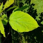 Catalpa ovata 葉