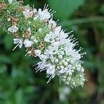 Mentha × rotundifolia Blomst