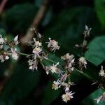 Oncidium integrilabre Flor