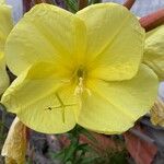 Oenothera glaziovianaFlor