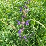 Salvia pratensis Flower