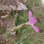Dianthus sylvestris ফুল