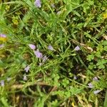 Clinopodium glabellum Leaf