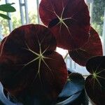 Begonia erythrophylla Yaprak