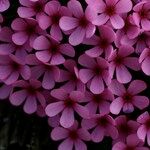 Androsace ciliata Flower