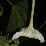 Ipomoea alba Blüte