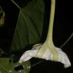 Ipomoea alba Kvet