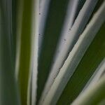 Agave vivipara Leaf