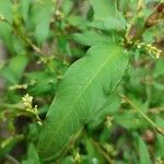 Persicaria hydropiper पत्ता